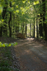 waldweg