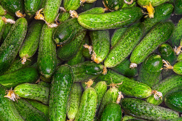 Texture pattern background from fresh green cucumbers in the water. Top view