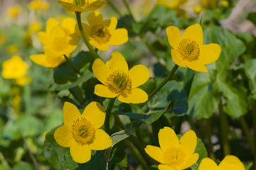 sumpfdotterblume caltha palustris
