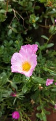 pink lotus flower