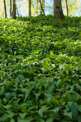 bärlauch allium ursinum