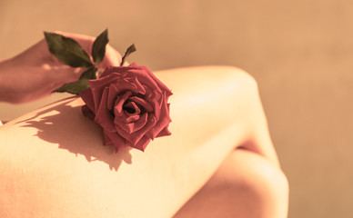 Healthy female legs on creamy background. Long woman legs and rose with filter.