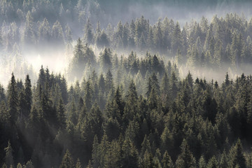 Forested high mountain slope in low lying cloud with evergreen conifers shrouded in mystical fog; scenic landscape view. Color photo.