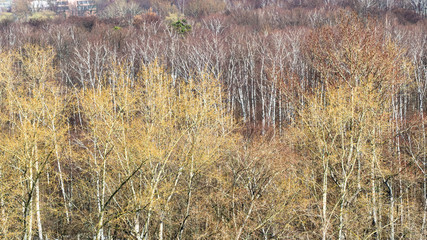 budding trees in city park in early spring