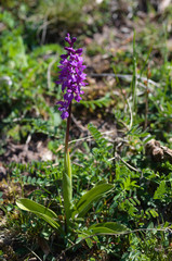 männliches knabenkraut orchis mascula
