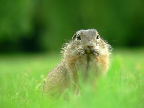 Wildlife picture: adorable suslik eating seeds in a green field; color photo.