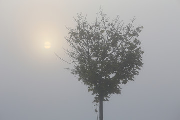 Lonely tree at sunrise in smoggy, foggy Budapest, Hungary; color photo.