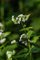 A wild garlic mustard plant (Alliaria petiolata) in blooms