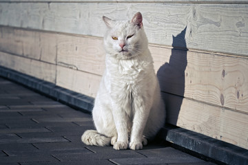 Obraz premium Portrait of a white cranky cat in front of a bright wall with dark ground; color photo.