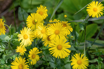 group, foliage, ornamental, floral, colour, closeup