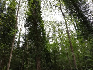 trees in the forest