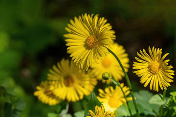 Bright yellow flowers of Doronicum orientale or leopards bane.