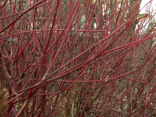 bushes without leaves with red thin branches, natural background