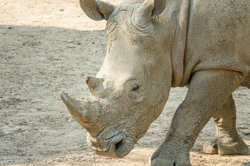 Fototapeta premium Zoo - rhinoceros