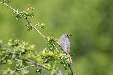 Black redstart in natural habitat (phoenicurus ochruros)