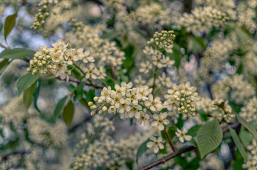 White flowers of bird cherry tree in spring