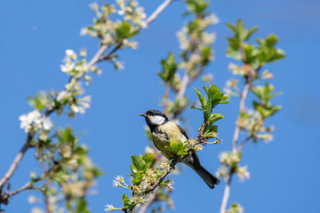 Close up of Great tit (Parus major) in nature