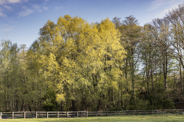 Naklejka premium Wildlife Sanctuary Hahnheide - trees