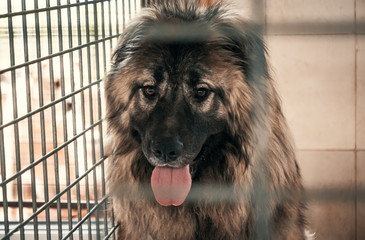 Sad dog in shelter waiting to be rescued and adopted to new home. Shelter for animals concept