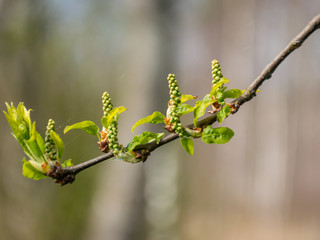 bright green buds