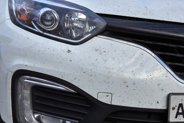 midges insects on the bumper and hood of the car