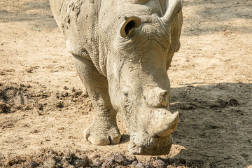 Fototapeta premium Zoo - rhinoceros