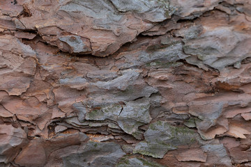 The bark of an old tree. Fragment of a pine trunk.