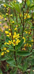 Obraz premium yellow leaves on a tree