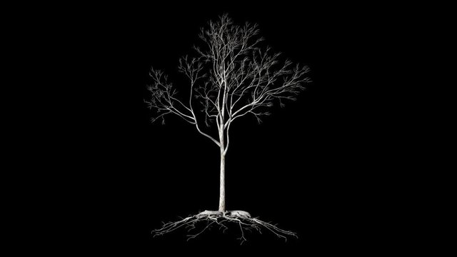 Leafless Tree with roots, timelapse growing, Luma Matte attached