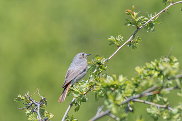 Black redstart in natural habitat (phoenicurus ochruros)