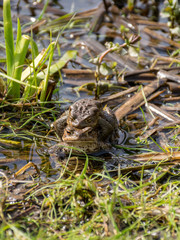 picture with common frogs pairing in a pond, couple of frogs are sitting in the pond  in spring period