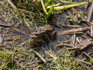 picture with common frogs pairing in a pond, couple of frogs are sitting in the pond  in spring period