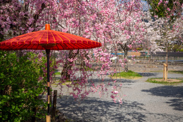 嵐山の桜と和傘