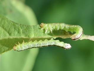 Green and black sawfly larvae eating honeysuckle leaf