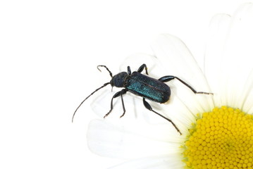 The longhorn beetle Callidium violaceum on a white flower