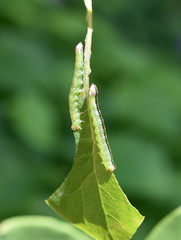Green and black sawfly larvae eating honeysuckle leaf