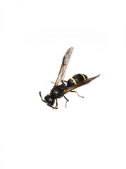 The solitary mason wasp Symmorphus bifasciatus willow mason-wasp isolated on white background