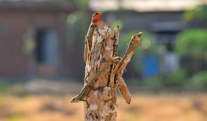 Oriental garden lizard (Calotes versicolor) - Garden lizards are relaxing on tree branches, camouflage garden lizards. Close up chameleon details.