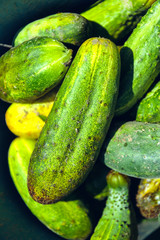 Cucumber background Cucumber harvest. many cucumbers. cucumbers from the field.
