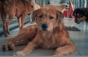 Sad dog in shelter waiting to be rescued and adopted to new home. Shelter for animals concept