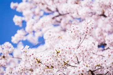 Cherry blossom tree during spring season.