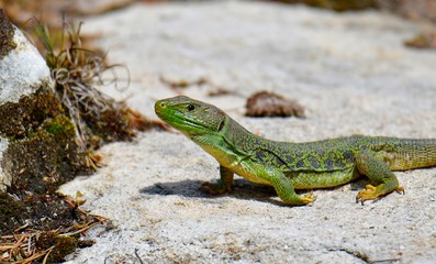 Lagarto Ocelado