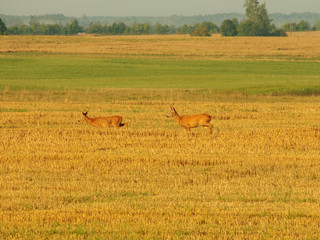Two beautiful does run across large meadows