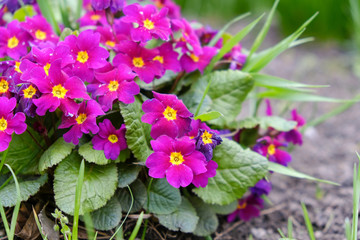 Garden primrose blossomed in the spring in the garden.