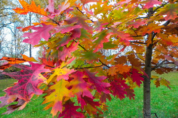 Red and yellow maple leaves in autumn