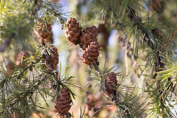 Many brown larch cones on a tree in spring. Wild plants in the forest.