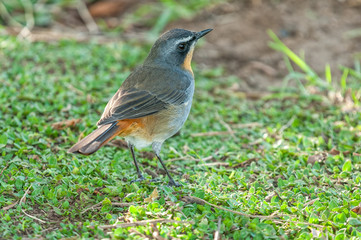 Back-view of a Cape Robin-Chat, Cossypha caffra