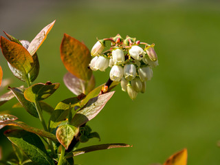 Closeup of pretty white flowers on a blueberry bush, variety Aino