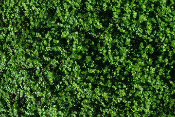 green background of  garden plant called soleiroila