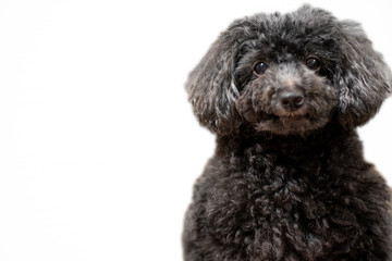black poodle